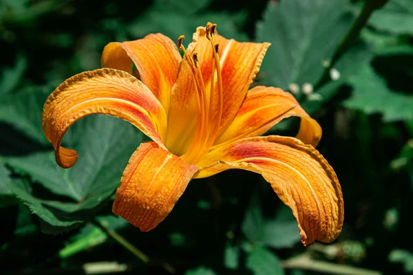 Oranžové Lilie Zahradě Krásné Zahradní Květiny Odrůda Lily Royalty Free Stock Obrázky
