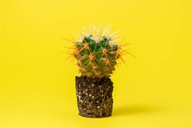 Topraktaki kaktüs nakil için hazır. Bir ev bitkisini naklediyorum. Kapalı alan çiçekleri kavramı