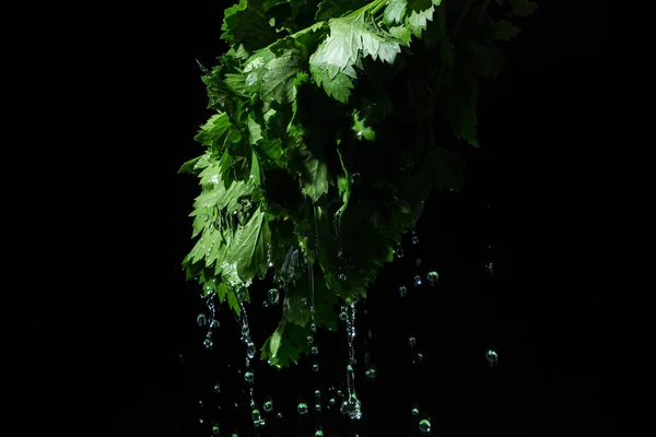 Bunch Celery Leaves Black Background Washing Fresh Herbs Healthy Diet — Stok Foto