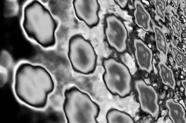 Soyut arkaplan. Monokrom dokusu. Resim siyah ve beyaz tonları içerir.