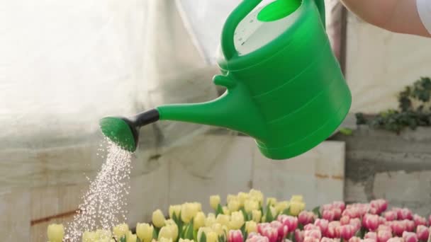 Trabajador Regó Las Flores Invernadero Trabajo Conceptual Invernadero Flores Tulipanes — Vídeo de stock
