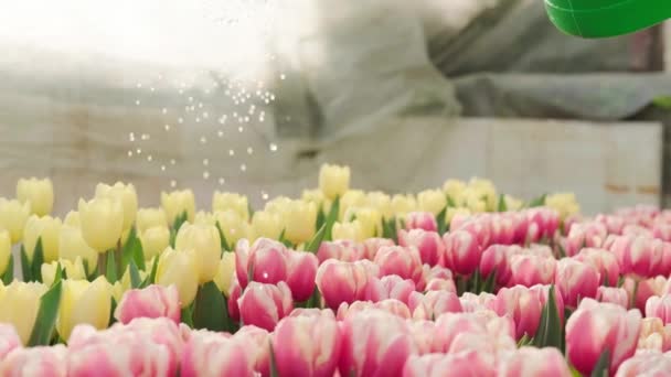 Le travailleur a arrosé les fleurs dans la serre, tulipes roses et jaunes. — Video