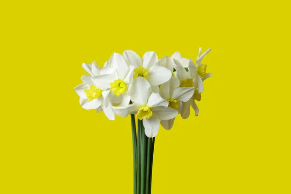 Girl Holds Bouquet White Daffodils Her Hand Daffodils Yellow Background — Stockfoto