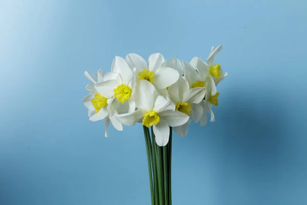 Dívka Drží Ruce Kytici Bílých Narcisů Narcisy Modrém Pozadí — Stock fotografie
