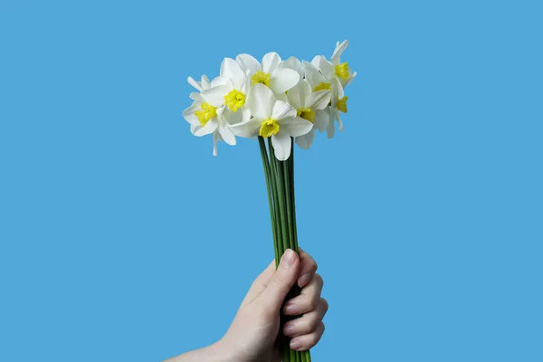 Girl Holds Bouquet White Daffodils Her Hand Daffodils Blue Background — стоковое фото