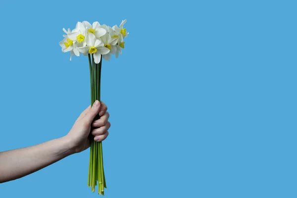 Girl Holds Bouquet White Daffodils Her Hand Daffodils Blue Background — стоковое фото