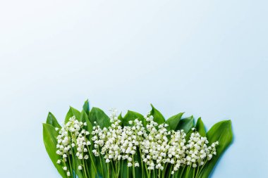 mavi bir arka plan üzerinde vadideki zambak