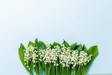 mavi bir arka plan üzerinde vadideki zambak