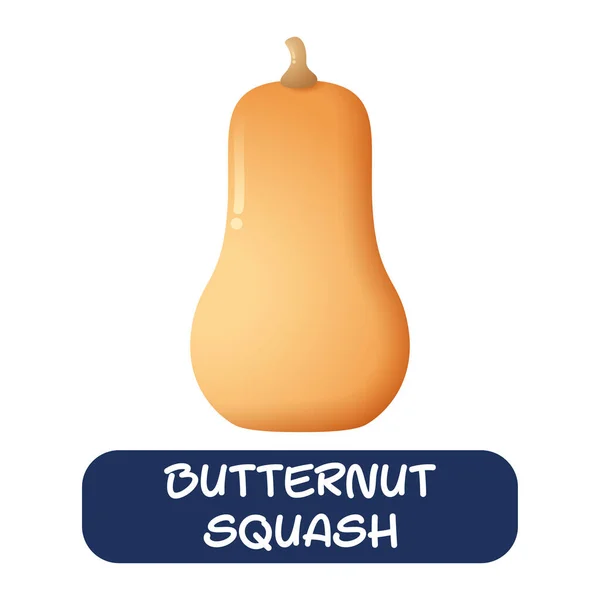Cartoon Butternut Squash Vegetables Vector Isolated White Background — Wektor stockowy