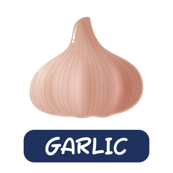 Cartoon Garlic Vegetables Vector Isolated White Background — Wektor stockowy