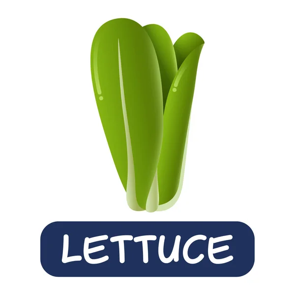 Cartoon Lettuce Vegetables Vector Isolated White Background — Image vectorielle