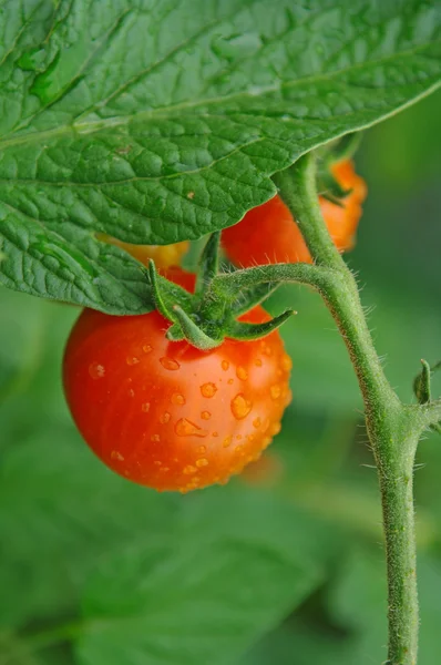 Tomater, körsbärstomater — Stockfoto