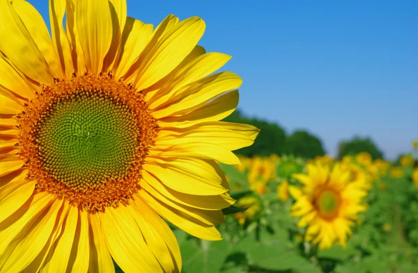 Sonnenblume aus nächster Nähe — Stockfoto