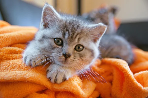 Little kitty lying on the couch — Stock Photo, Image