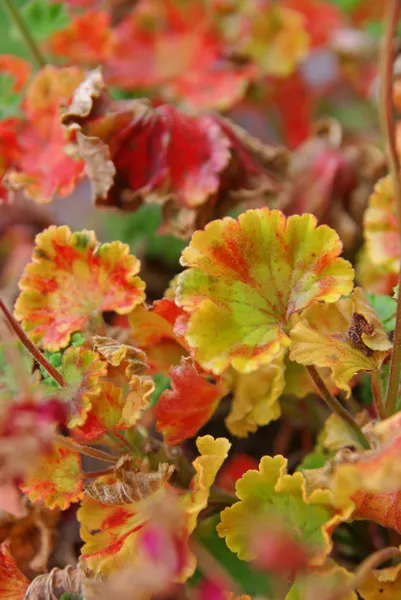 Geraniums, leaves — Stock Photo, Image