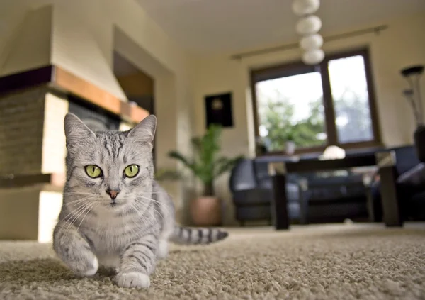 Gato en casa —  Fotos de Stock