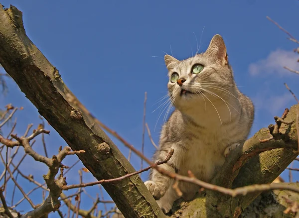Katze klettert auf Baum — Stockfoto