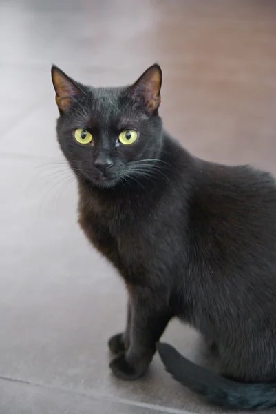 Retrato de un gato negro — Foto de Stock