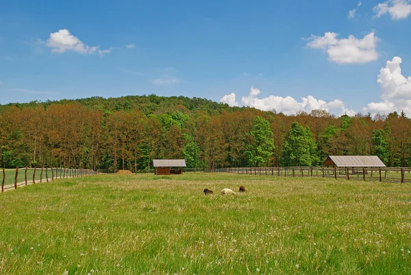 Meadow, pasture, forest, log cabin, sheeps — Stock Photo, Image