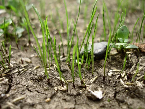 Beginning of grass growth — Stock Photo, Image