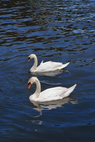 川の 2 つの白鳥 — ストック写真