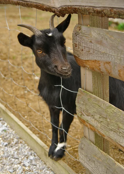 Black goat portrait — Stock Photo, Image