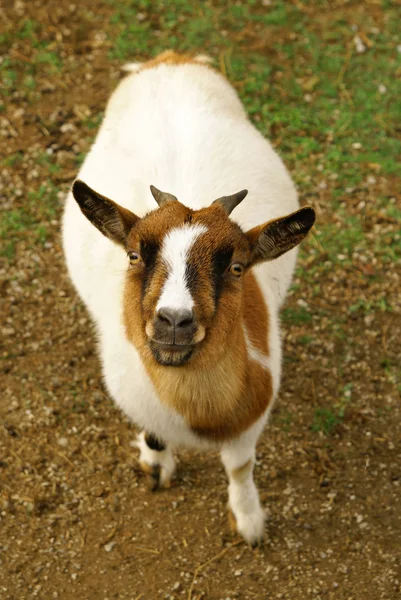 Retrato de cabra pequena — Fotografia de Stock