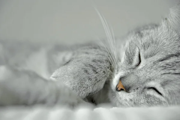 Grey cat portrait — Stock Photo, Image