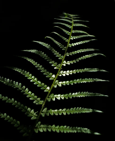 Feuilles de fougères — Photo