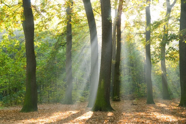 Sun rays behind trees in a forest — Stock Photo, Image