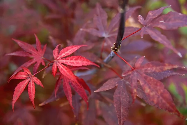 Red maple leaves — Stock Photo, Image