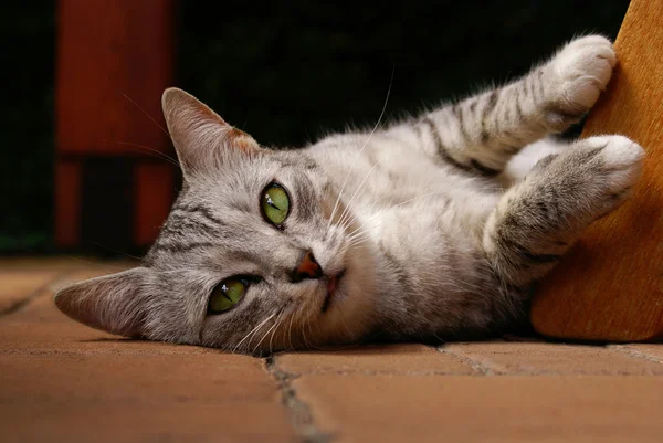 Кот, лежащий на земле — стоковое фото