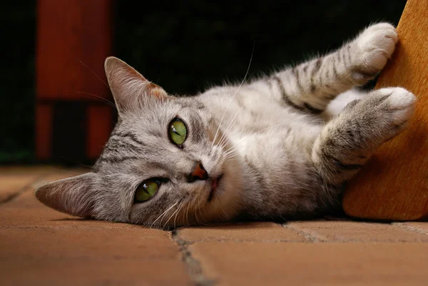 Kat liggend op de grond — Stockfoto