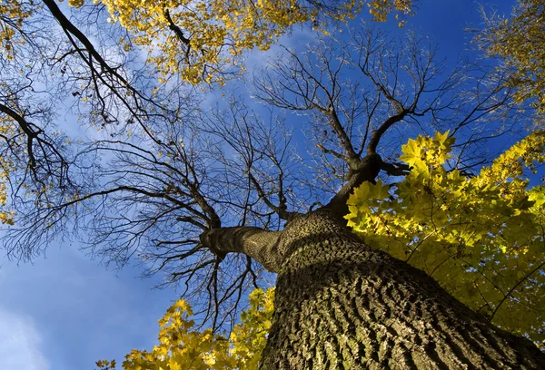 Huge tree from below — Stock Photo, Image