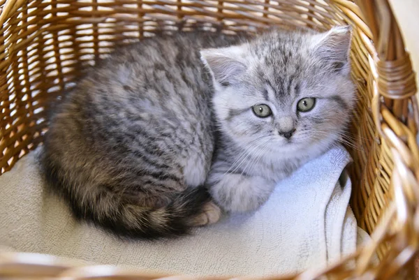 Kitten in a basket — Stock Photo, Image