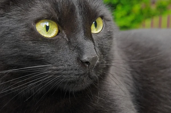 Retrato gato negro — Foto de Stock