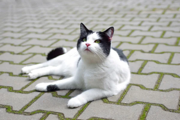 Cat lying on the sidewalk — Stock Photo, Image