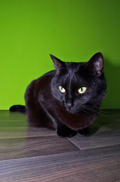 Schwarze Katze sitzt auf dem Boden — Stockfoto