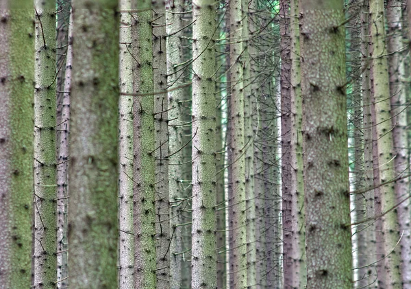 Trees in forest — Stock Photo, Image