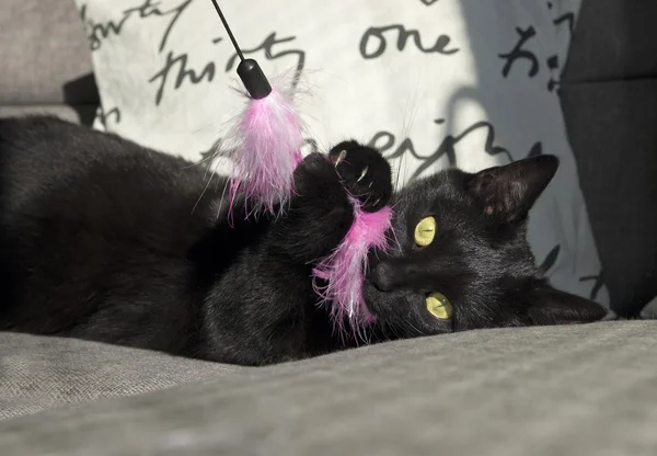 oyun oynayan kedi