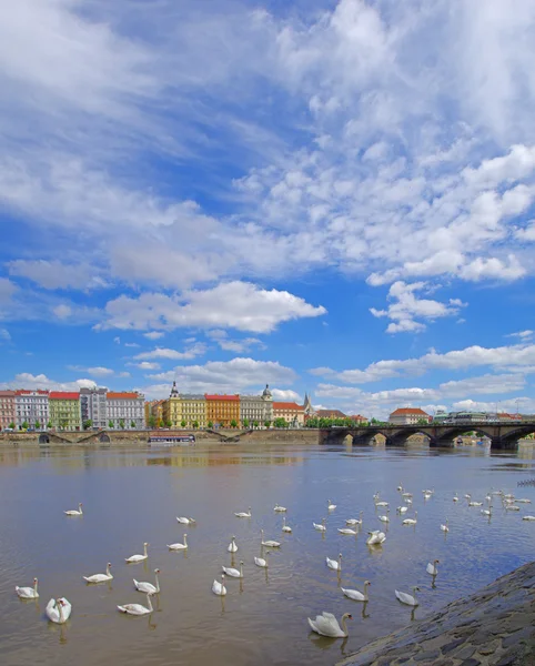 Cisnes en el río Moldava en praga — Foto de Stock