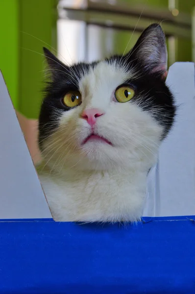 Gato en la caja de papel — Foto de Stock