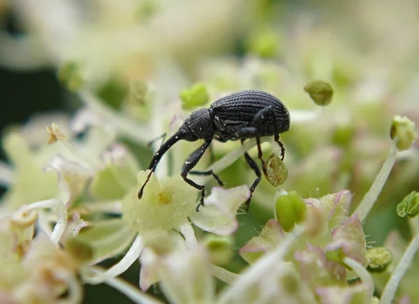 Skalbagge på blomma — Stockfoto