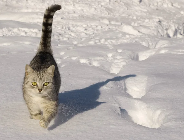 Promenades de chat dans la neige — Photo