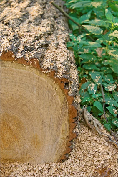 Log, sawdust, forest — Stock Photo, Image