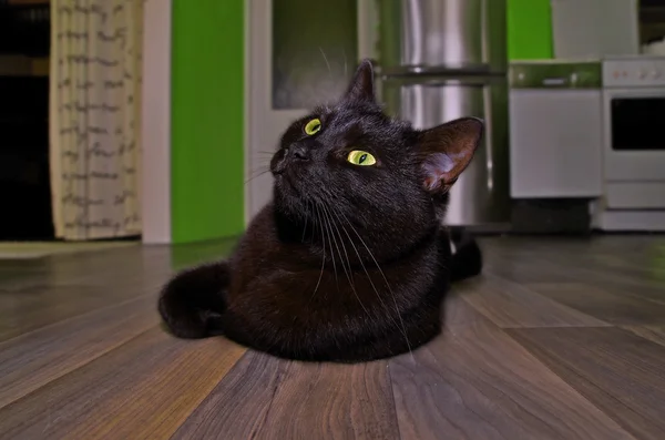 Schwarze Katze auf dem Boden liegend — Stockfoto