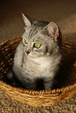 Sepetteki kedi.