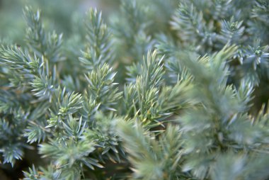 iğne yapraklı dallar