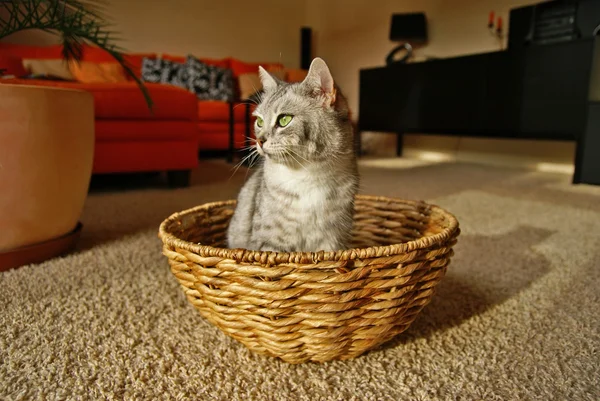 Chat dans un panier — Photo