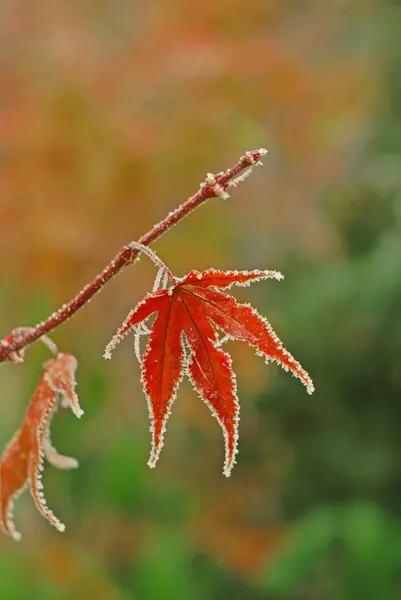 Japanese maple leaf — Stock Photo, Image